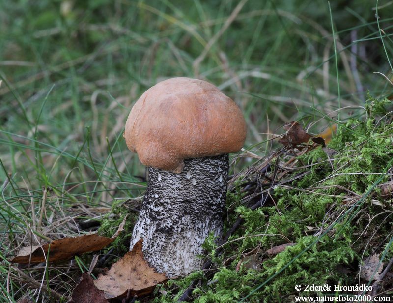křemenáč březový, Leccinum versipelle (Houby, Fungi)